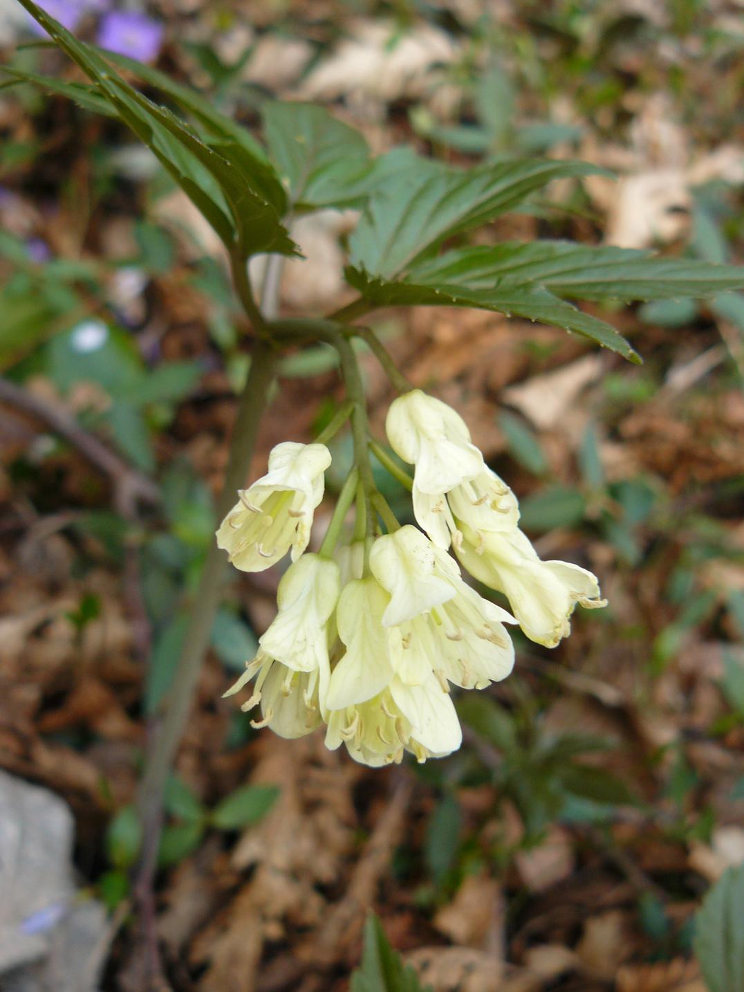 Cardamine enneaphyllos